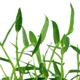 135 水竹葉 Murdannia keisak